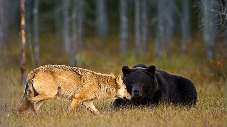 U Europu se vraćaju velike zvijeri, medvjed, ris i vuk